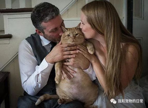 婚纱猫头像_婚纱猫咪照拍起来好看吗_跟猫咪一起拍的婚纱照