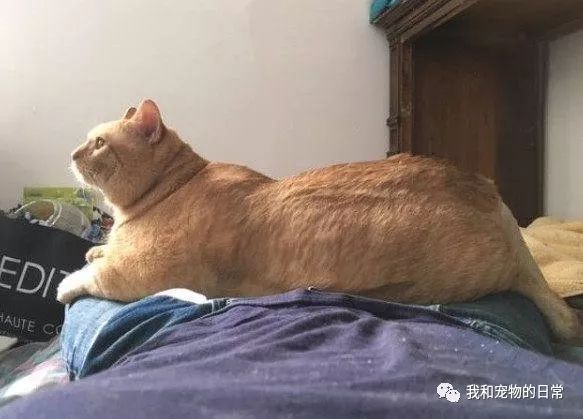 婚纱猫头像_跟猫咪一起拍的婚纱照_婚纱猫咪照拍起来好看吗