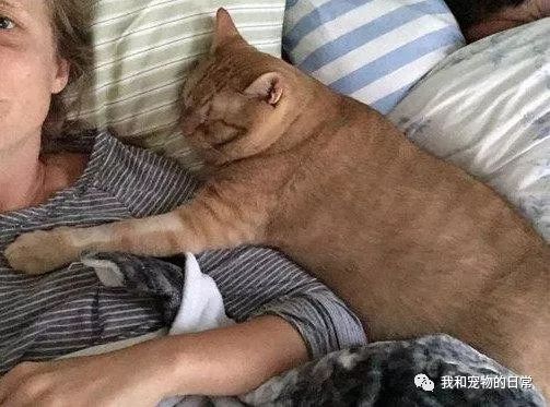 婚纱猫头像_婚纱猫咪照拍起来好看吗_跟猫咪一起拍的婚纱照