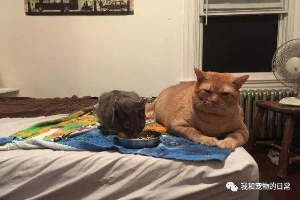 婚纱猫头像_婚纱猫咪照拍起来好看吗_跟猫咪一起拍的婚纱照